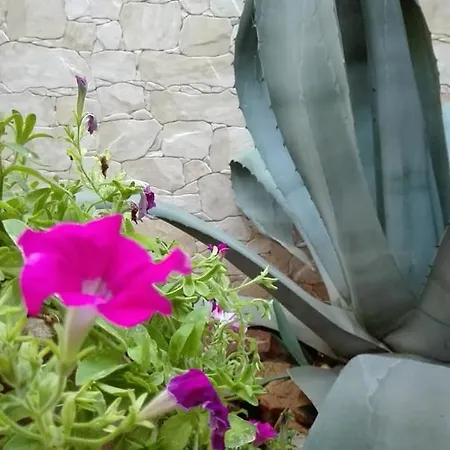Amaryllis Hotel
