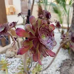 Hotel Amaryllis