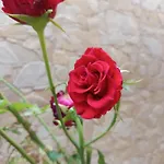 Amaryllis Hotel