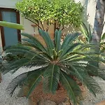 Amaryllis Hotel 2*