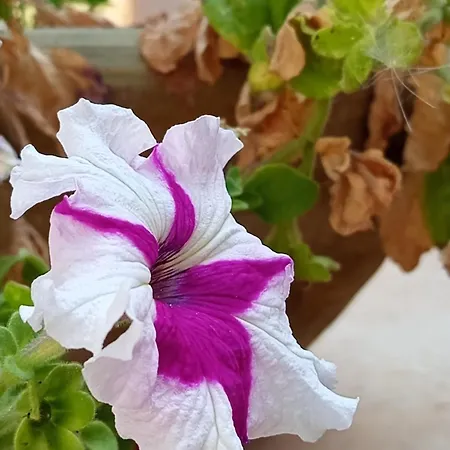 Amaryllis
