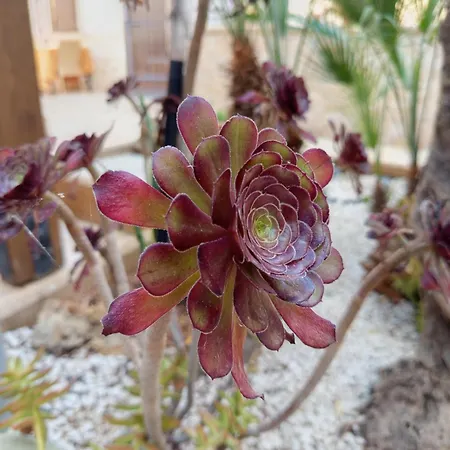 Отель Amaryllis