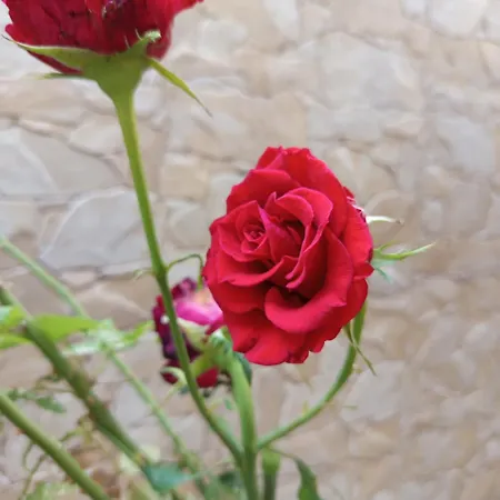Amaryllis Отель
