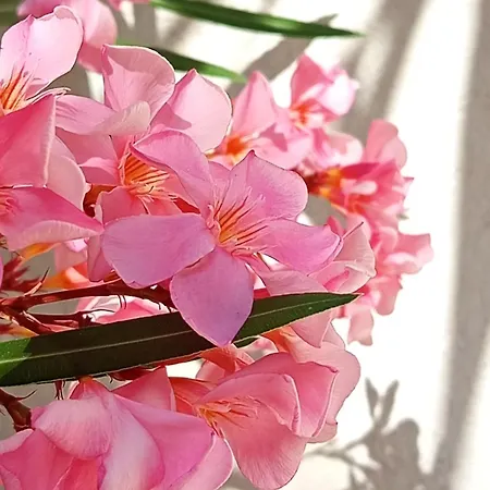 Amaryllis Hotel