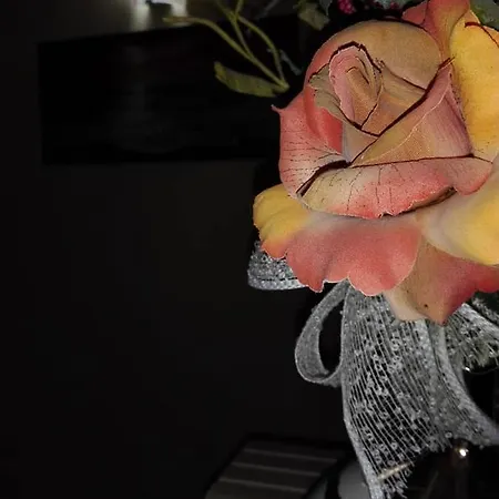 Amaryllis