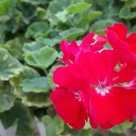 Amaryllis 2* San Vito Lo Capo